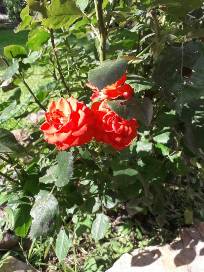 Skála KallirákhisRoses别墅 外观 照片